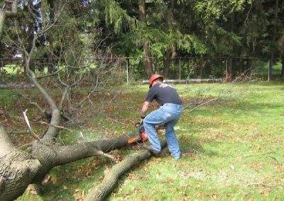 Lingers Lumberjacks Tree Removal