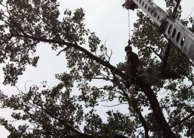 Lingers Lumberjacks Crane Tree Removal